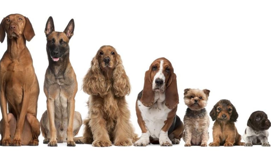 Perros, mascotas