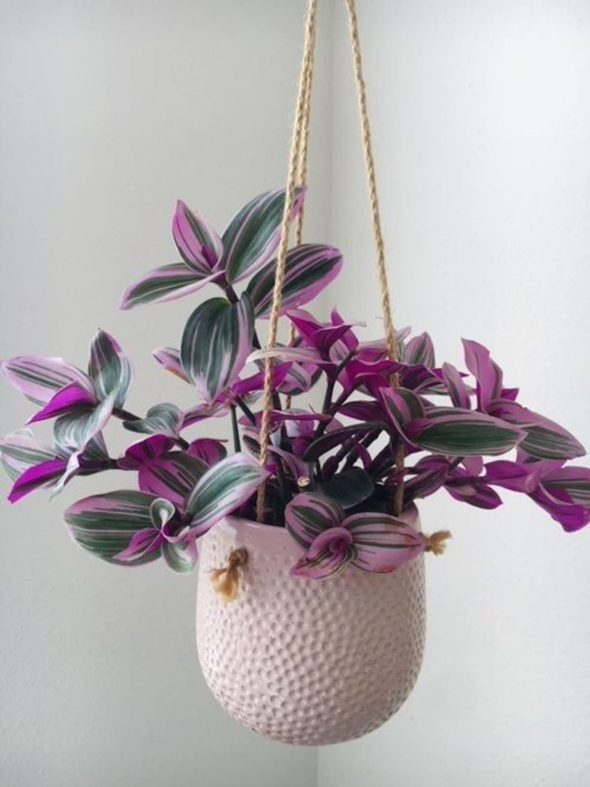me harias un pie de foto
La tradescantia se destaca por sus hojas violetas y sus tallos colgantes, ideales para decorar repisas y estantes con un toque natural.