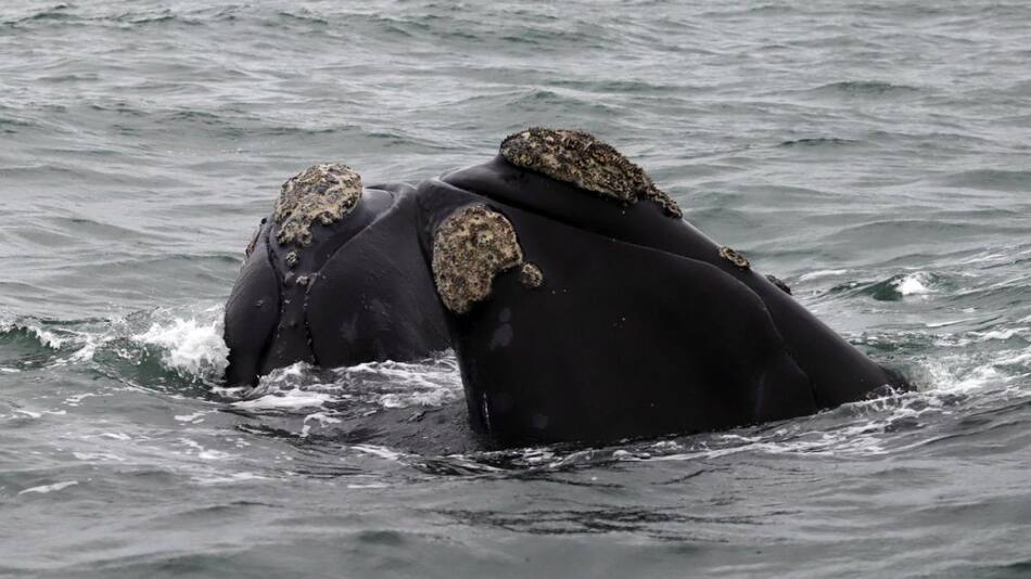 Ballenas en Río Negro. Foto: Télam.