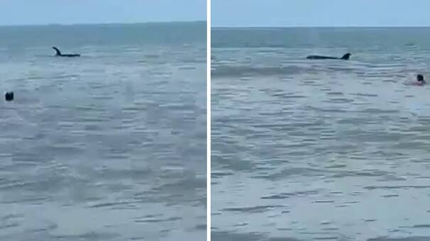 Después de los tiburones apareció una orca en Monte Hermoso y asustó a todos