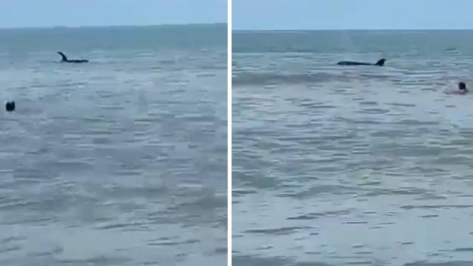 Orcas en Monte Hermoso