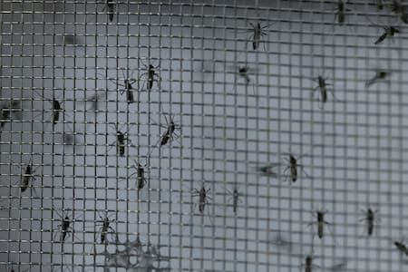 Dengue en Brasil. Foto: Reuters.