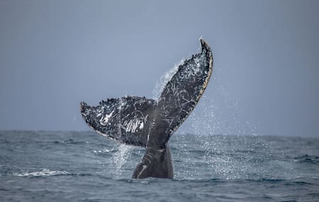 Ballena jorobada. Foto: Depositphotos / gentileza WCS Argentina