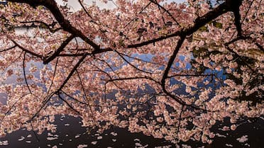 Tiñe de rosa y blanco las calles en primavera: cuál es el árbol más lindo del mundo y por qué, según la IA