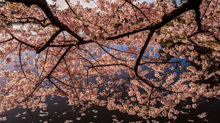 Cerezo japonés, árbol.