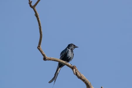 Drongo, pájaro africano. Foto: Pixabay.