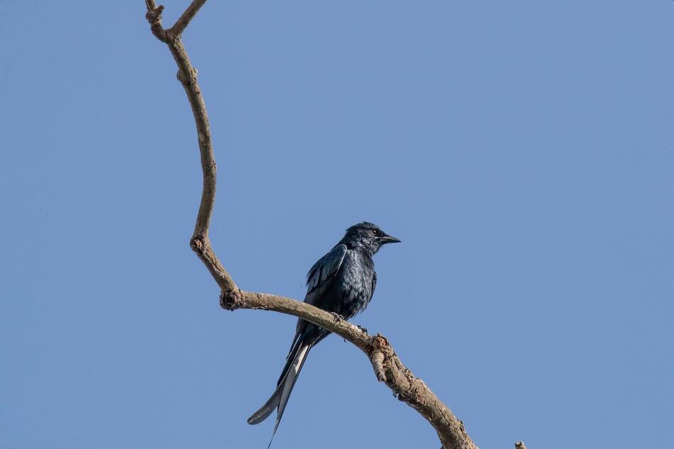 Drongo, pájaro africano. Foto: Pixabay.