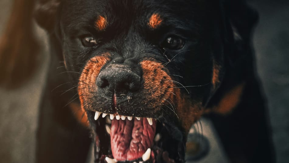 Perro, imagen ilustrativa. Foto: Unsplash.