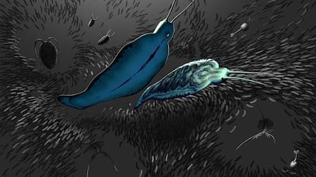 Encontraron el fósil de un gusano depredador 'gigante'. Foto Instagram @BobNichollsArt.