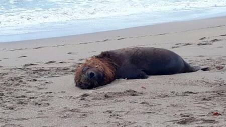 Lobos marinos en Chile. Foto: NA