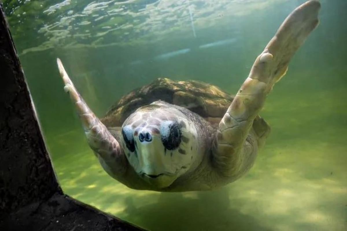 Liberación del tortugo Jorge. Fuente: X