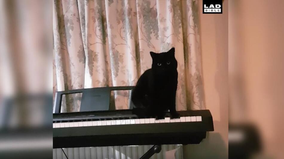 Video viral - gatos