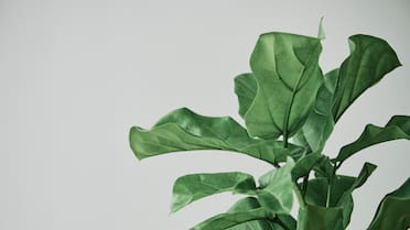 Crece rápido y es fácil de cuidar: el árbol que tenés que sumar a tu jardín antes del verano