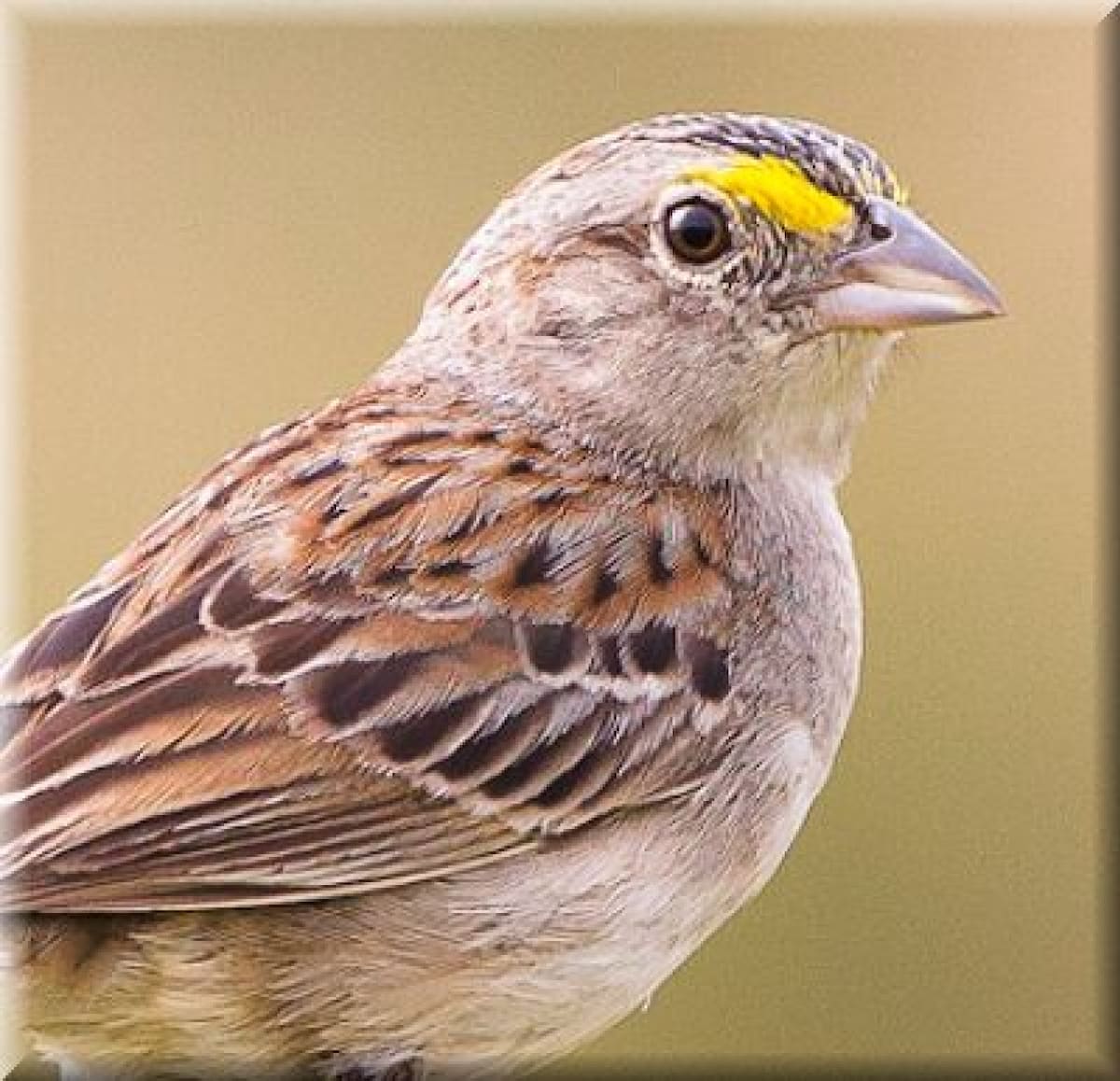 Chingolo de ceja amarilla. Foto: Aves de Uruguay.