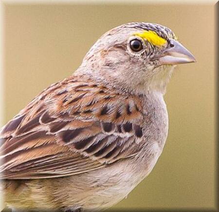 Chingolo de ceja amarilla. Foto: Aves de Uruguay.