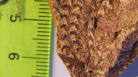 Identificación de plantas y hongos en Santa Cruz de épocas jurásicas