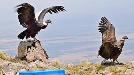 Liberan dos ejemplares de cóndor andino en San Luis. Foto: Télam.