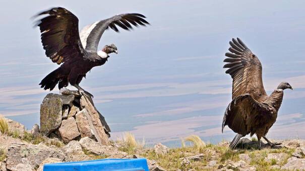Gran noticia: salvaron y liberaron dos cóndores andinos con seguimiento satelital en San Luis