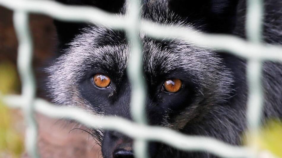 Perros mapaches, animales. Foto: REUTERS