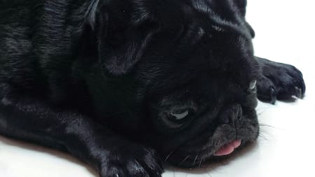 Perros. Foto: Unsplash