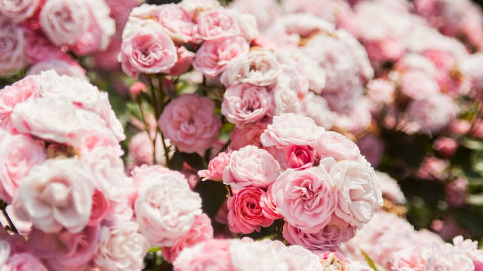 Las mejores flores para plantar en primavera. Foto Unsplash.