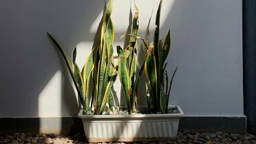 Lengua de suegra: la cantidad justa de sol para que luzca sana y con hojas verde vibrantes