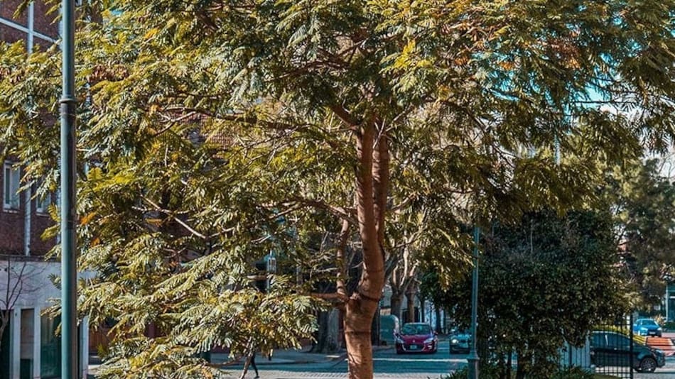 Un barrio plagado de verde en Buenos Aires.