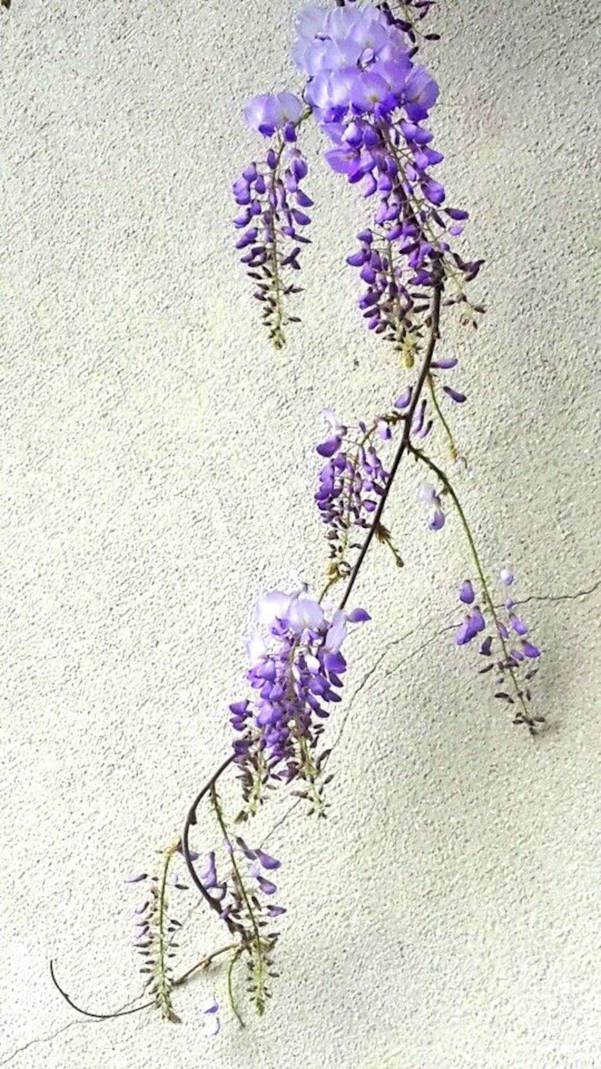 glicina