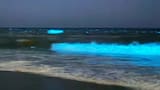 Luces que iluminan las olas en Punta del Este: qué son y por qué se ve este fenómeno azul por la noche