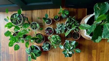 Plantas. Foto: Unsplash.