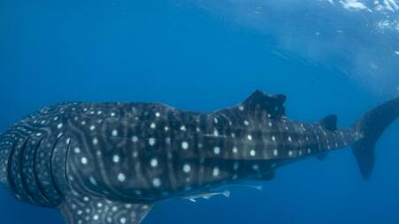 Tiburón ballena con lesión en la aleta dorsal, probablemente causada por el choque con un barco. Foto: EFE.