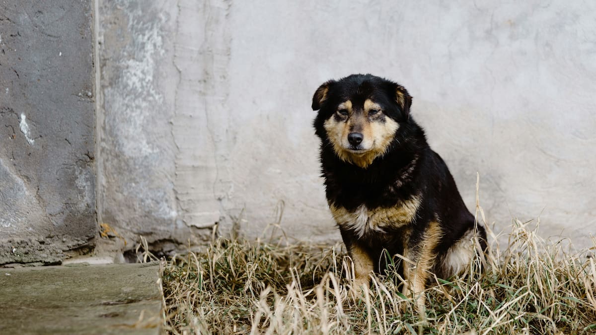 Deterioro cognitivo en perros.