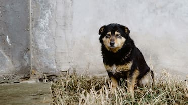 Desde desorientación hasta alteraciones del sueño, los síntomas a tener en cuenta para saber si un perro sufre deterioro cognitivo