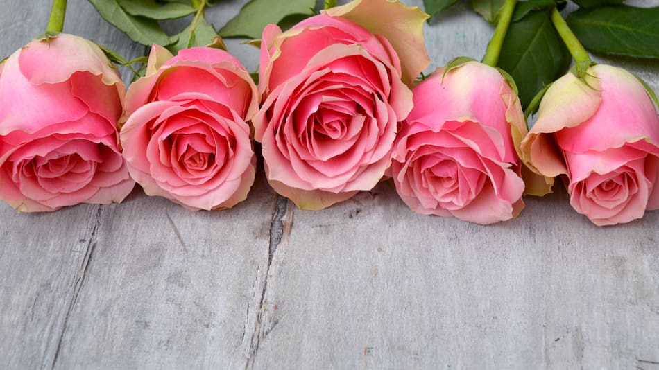Flores, jardín, rosas.