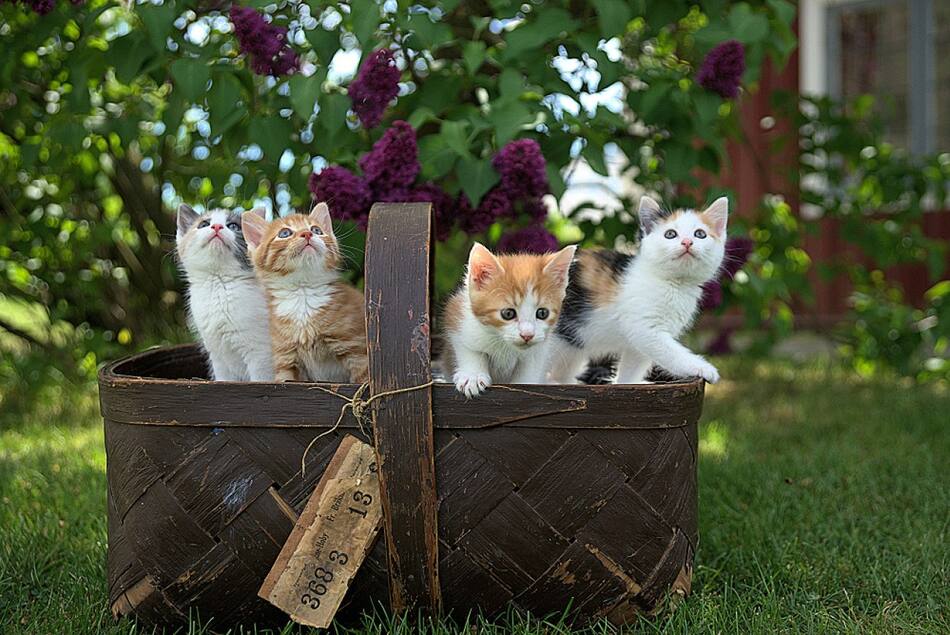 Los gatos son animales fascinantes y grandes compañeros. Foto: Unsplash.