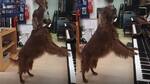 Video viral: perro pianista causa sensación en las redes