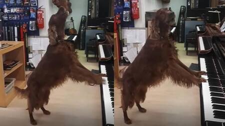 Perro video viral - piano