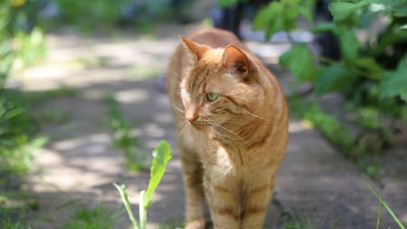 Aunque los gatos puedan parecer la solución perfecta para el control de ratas, la evidencia sugiere lo contrario. Foto: Unsplash.