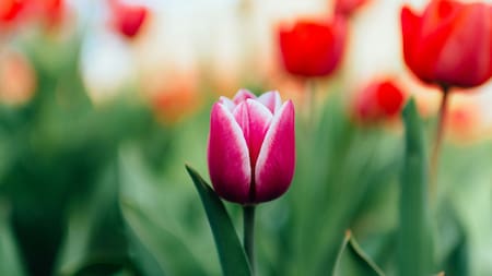 Tulipanes. Foto: Unsplash