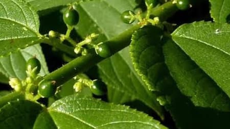 Trema micrantha Blume, la nueva fuente de canabidiol. Foto: Twitter/@PlantaoBrasilOF