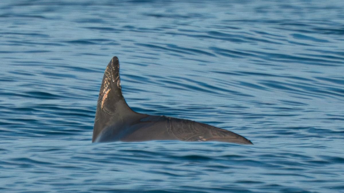 Avistamiento de una vaquita marina. Foto: Twitter OnceNoticiasTV