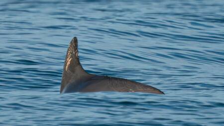Avistamiento de una vaquita marina. Foto: Twitter OnceNoticiasTV