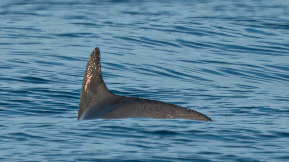 Avistamiento de una vaquita marina. Foto: Twitter OnceNoticiasTV