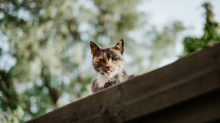 Los gatos domésticos influyen en la extinción de especies. Foto: Unsplash