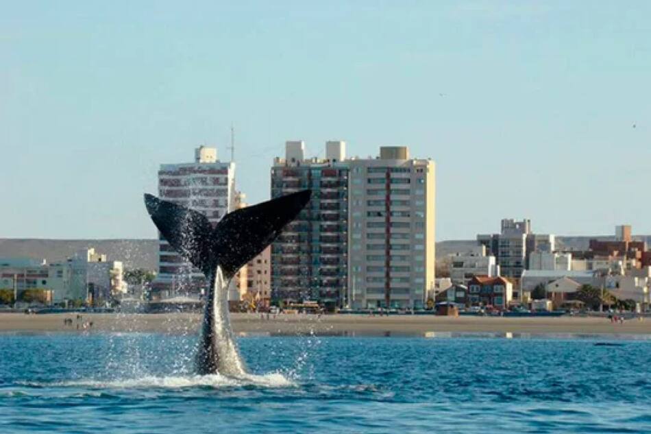 Temporada de ballenas. Foto NA.