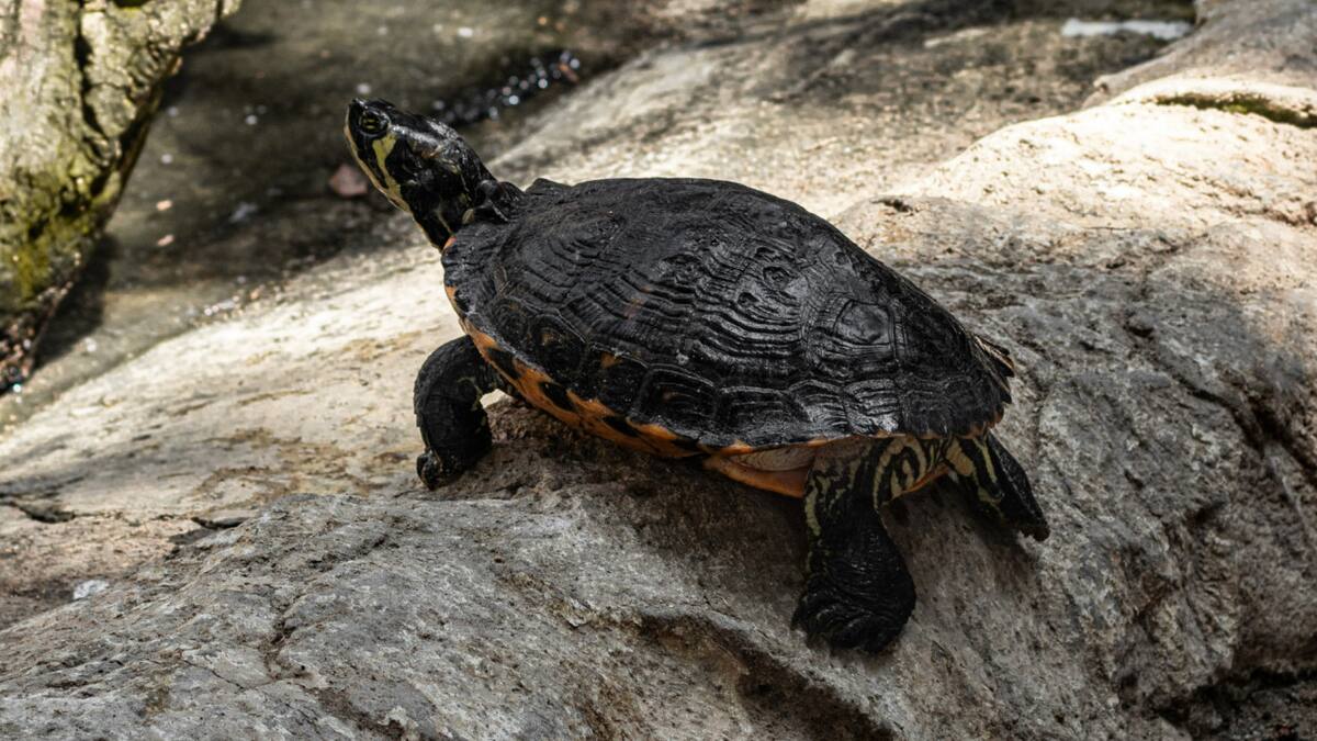 Tortuga. Foto: Unsplash.