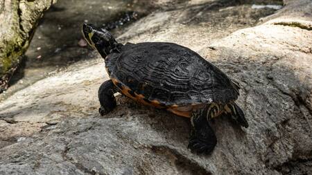 Tortuga. Foto: Unsplash.