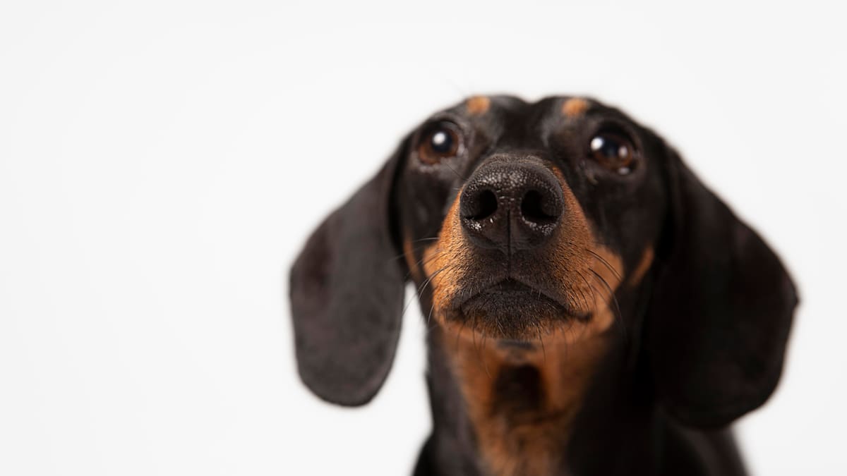 Los perros pueden detectar enfermedades en los humanos