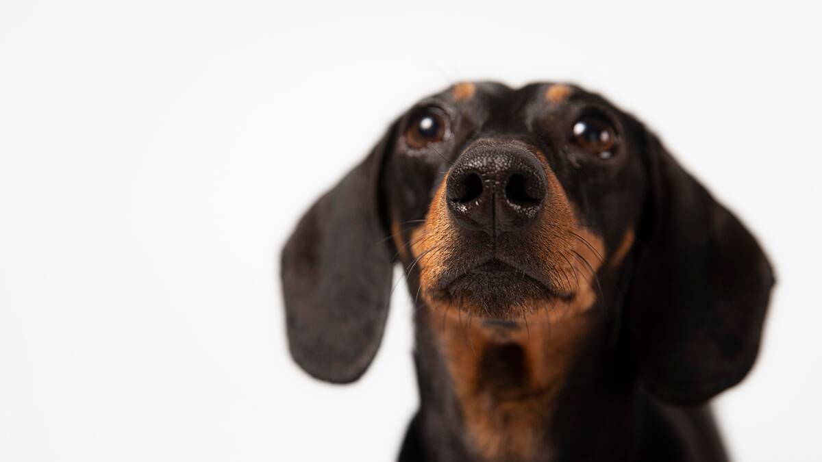 El sorprendente poder de las mascotas: pueden detectar cambios de salud, según la ciencia