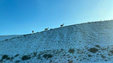 Guanacos en la Patagonia. Foto: Unsplash